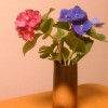 食卓に紫陽花を飾ってみた