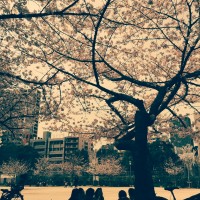 今日の桜